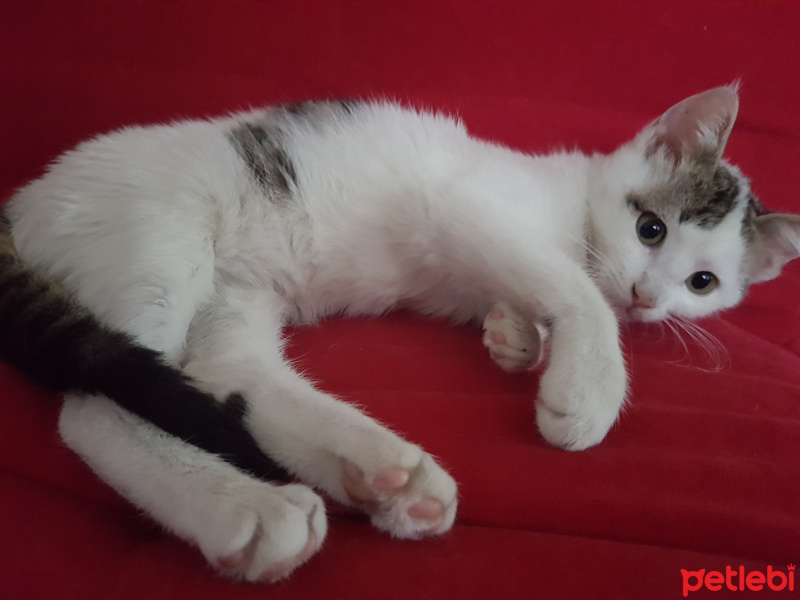 Tekir Kedi, Kedi  Pati fotoğrafı