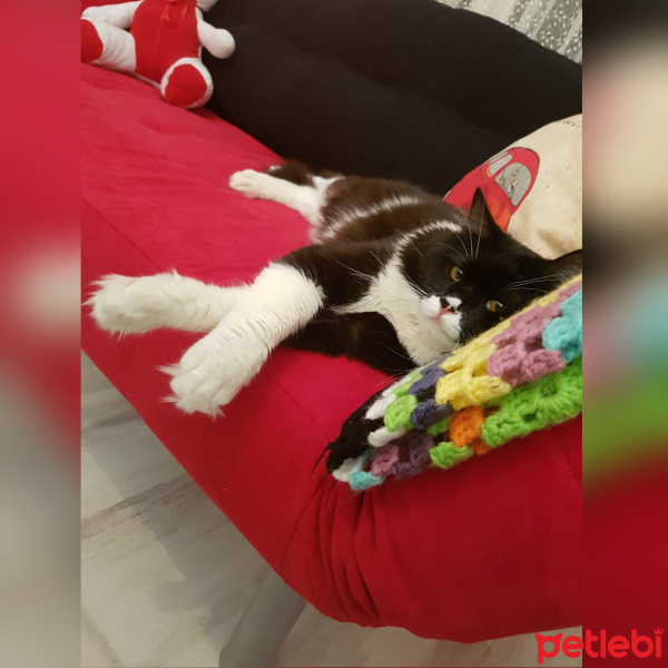 Tekir Kedi, Kedi  Pati fotoğrafı