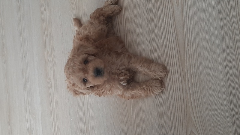 Poodle(Standart Kaniş), Köpek  Leo fotoğrafı