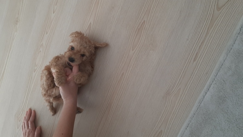 Poodle(Standart Kaniş), Köpek  Leo fotoğrafı