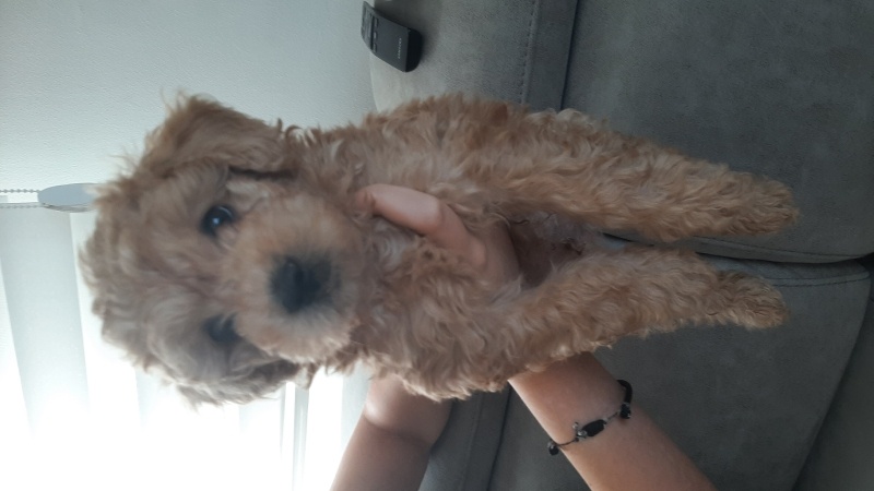 Poodle(Standart Kaniş), Köpek  Leo fotoğrafı