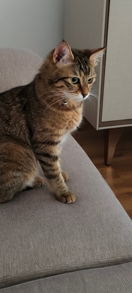Tekir Kedi, Kedi  Çiroz fotoğrafı