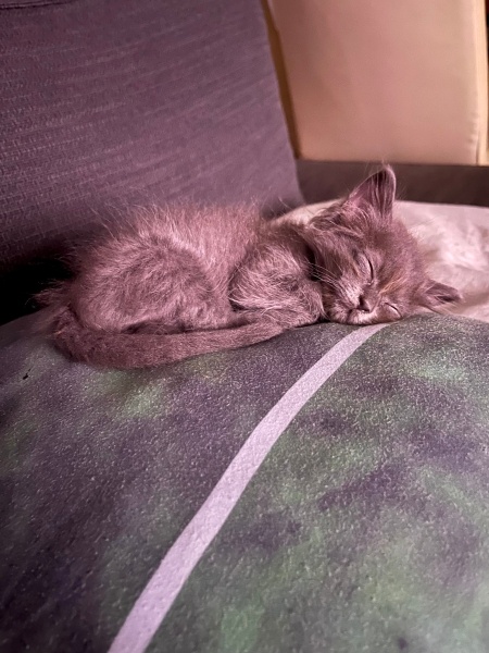 Tekir Kedi, Kedi  neko fotoğrafı