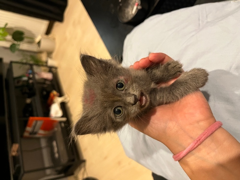 Tekir Kedi, Kedi  neko fotoğrafı