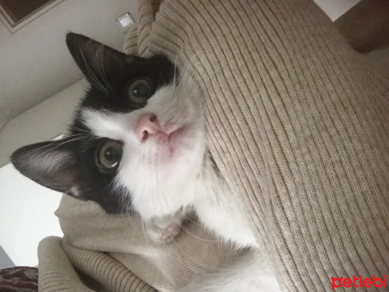 Tuxedo (Smokin) Kedi, Kedi  Miya fotoğrafı