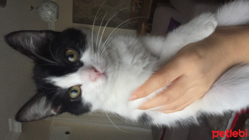 Tuxedo (Smokin) Kedi, Kedi  Miya fotoğrafı