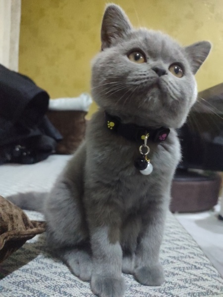British Shorthair, Kedi  Duman fotoğrafı
