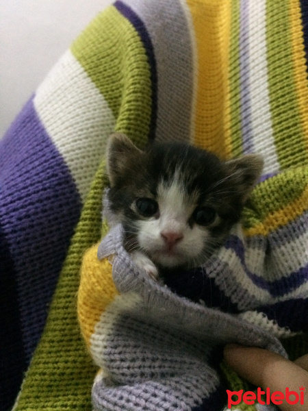 Tekir Kedi, Kedi  - fotoğrafı