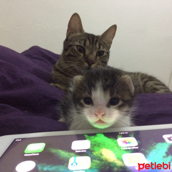 Tekir Kedi, Kedi  - fotoğrafı