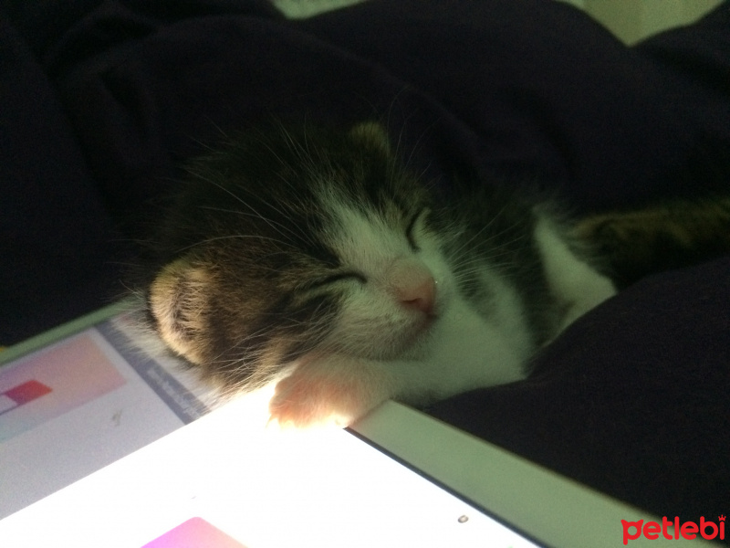 Tekir Kedi, Kedi  - fotoğrafı