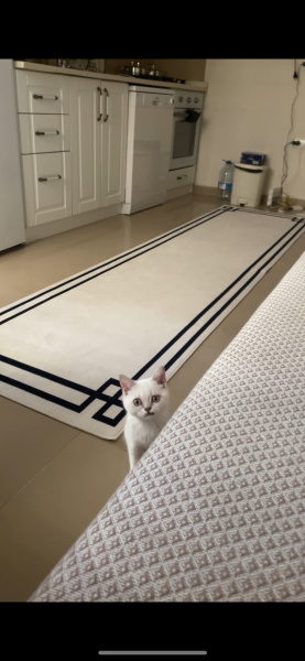 British Shorthair, Kedi  Minik fotoğrafı