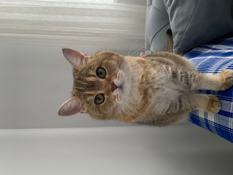 British Shorthair, Kedi  Casper fotoğrafı
