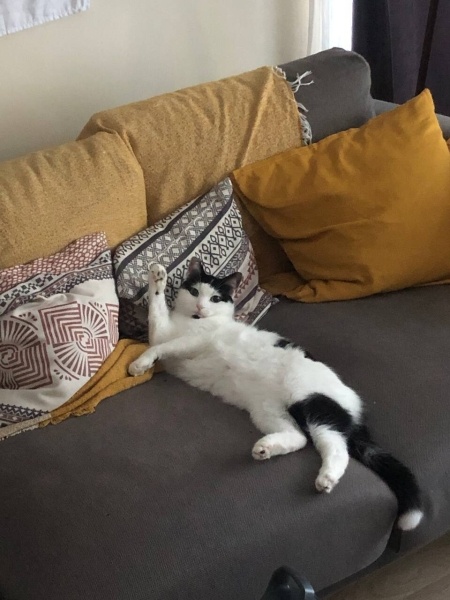 Tuxedo (Smokin) Kedi, Kedi  Ceku fotoğrafı