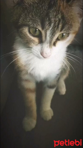 Tekir Kedi, Kedi  Şanslı fotoğrafı