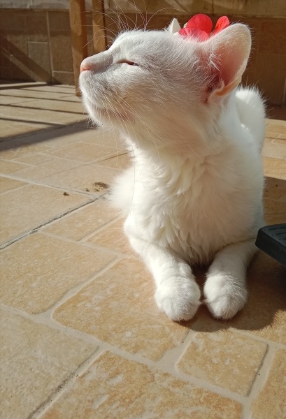 Ankara Kedisi, Kedi  Asil fotoğrafı