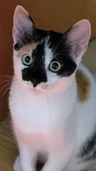 Tekir Kedi, Kedi  Pıtır fotoğrafı