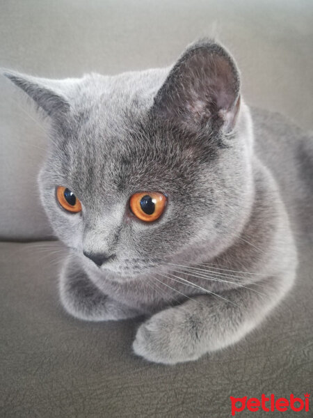 British Shorthair, Kedi  Mia fotoğrafı