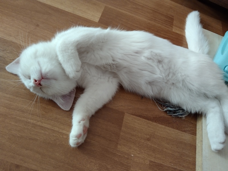 Ankara Kedisi, Kedi  Pera fotoğrafı
