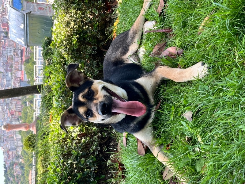 Rottweiler, Köpek  Hoşbeş fotoğrafı