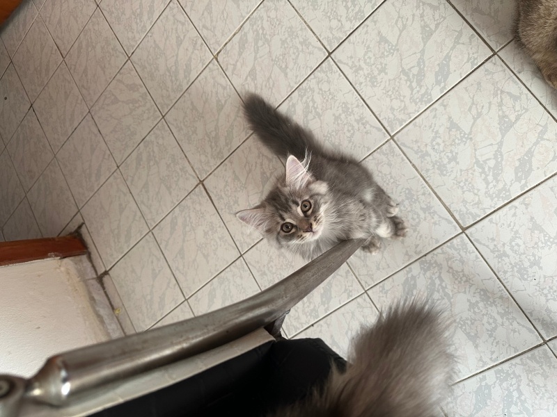 British Longhair, Kedi  Henüz isim vermedim yeni sahibine bırakıyorum fotoğrafı