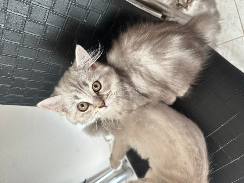 British Longhair, Kedi  Henüz isim vermedim yeni sahibine bırakıyorum fotoğrafı