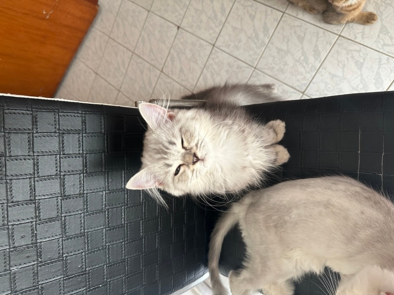 British Longhair, Kedi  Henüz isim vermedim yeni sahibine bırakıyorum fotoğrafı