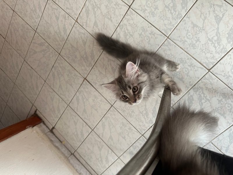 British Longhair, Kedi  Henüz isim vermedim yeni sahibine bırakıyorum fotoğrafı