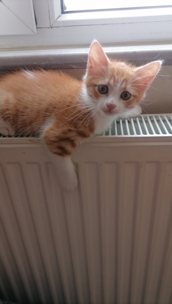 Sarman, Kedi  Çiko fotoğrafı