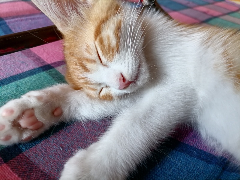 Sarman, Kedi  Çiko fotoğrafı