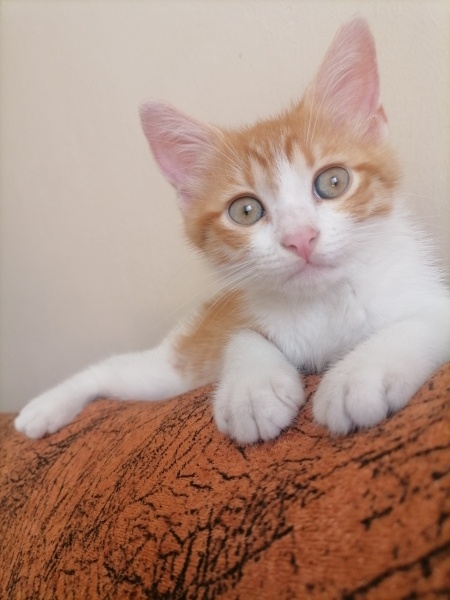 Sarman, Kedi  Çiko fotoğrafı