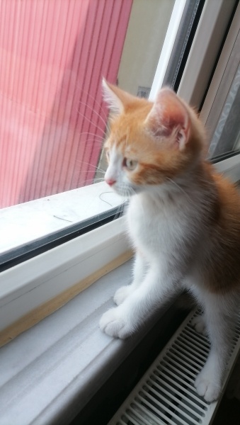 Sarman, Kedi  Çiko fotoğrafı