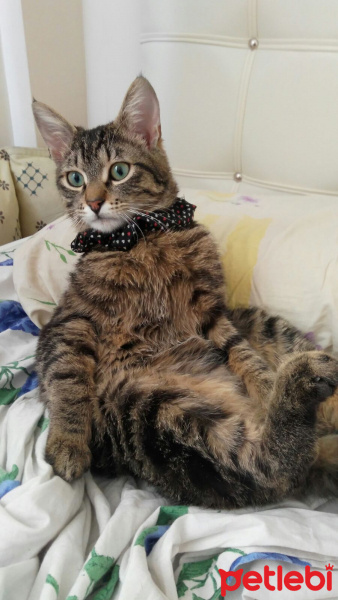 Tekir Kedi, Kedi  Mia fotoğrafı