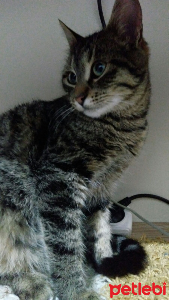 Tekir Kedi, Kedi  Mia fotoğrafı