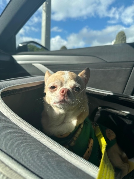 Chihuahua, Köpek  Bilbo fotoğrafı