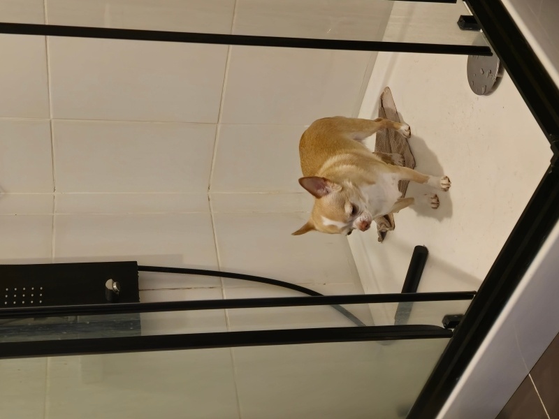 Chihuahua, Köpek  Bilbo fotoğrafı