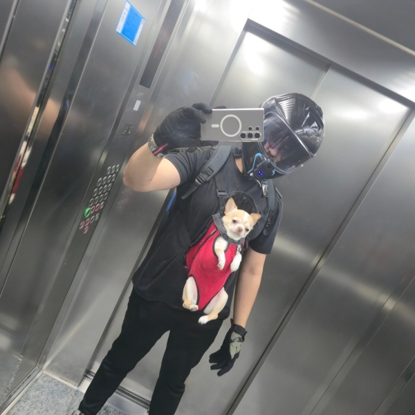 Chihuahua, Köpek  Bilbo fotoğrafı