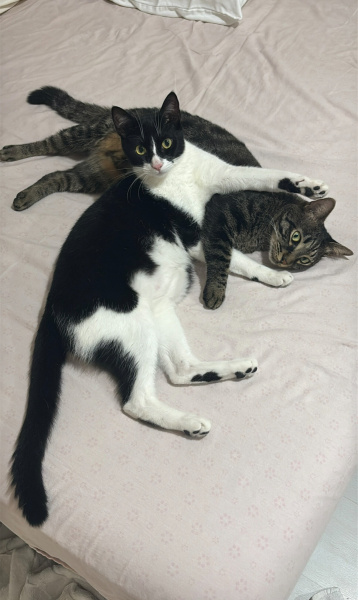 Tuxedo (Smokin) Kedi, Kedi  Haydut fotoğrafı