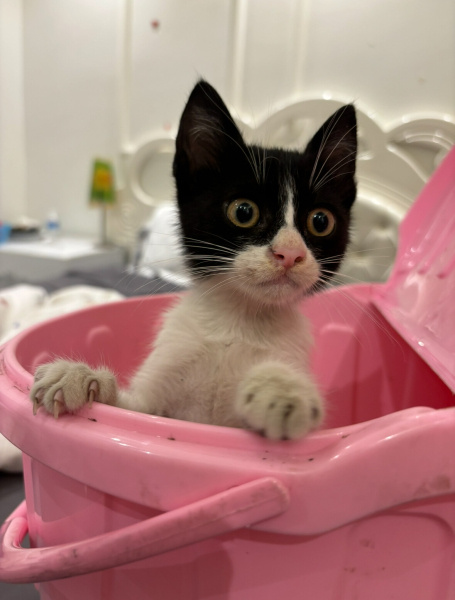 Tuxedo (Smokin) Kedi, Kedi  Haydut fotoğrafı
