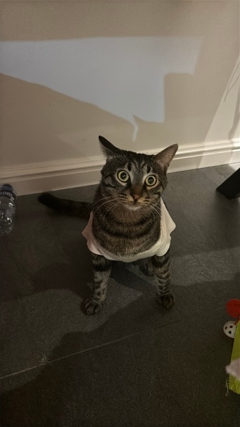 Tekir Kedi, Kedi  Oğlum fotoğrafı