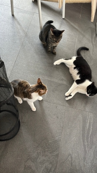 Tekir Kedi, Kedi  Prenses fotoğrafı