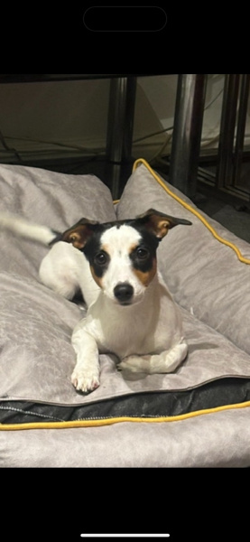 Jack Russell Terrier, Köpek  Layka fotoğrafı