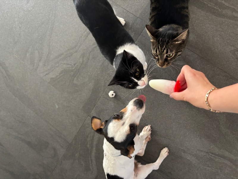 Jack Russell Terrier, Köpek  Layka fotoğrafı