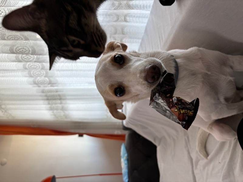 Jack Russell Terrier, Köpek  Belka fotoğrafı