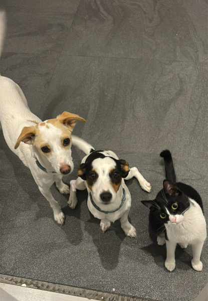 Jack Russell Terrier, Köpek  Belka fotoğrafı