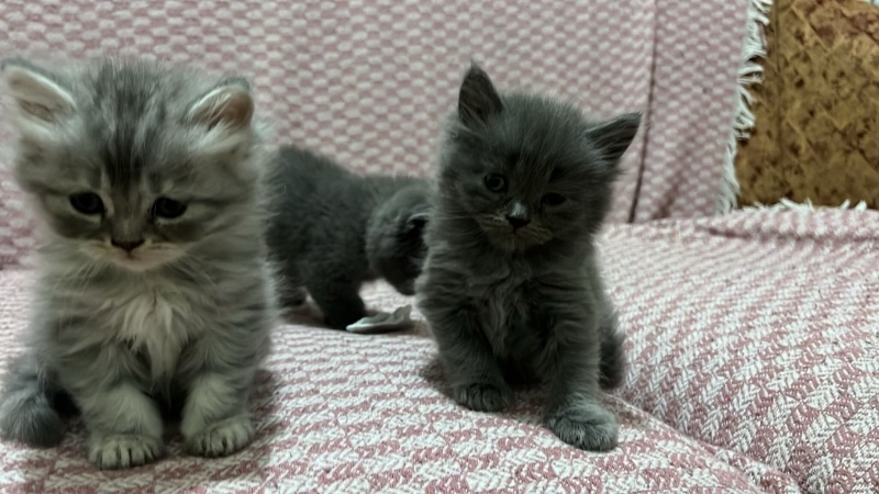 British Shorthair, Kedi  MARLA fotoğrafı