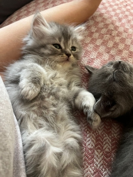 British Shorthair, Kedi  MARLA fotoğrafı