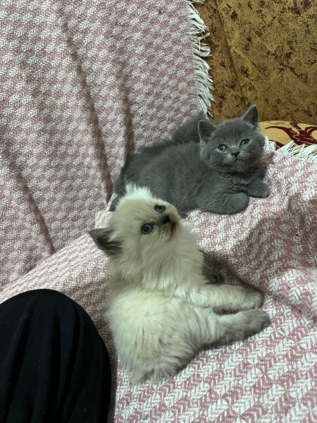 British Shorthair, Kedi  MARLA fotoğrafı