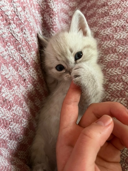 British Shorthair, Kedi  MARLA fotoğrafı