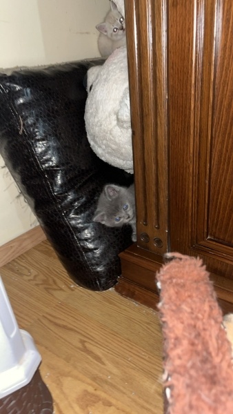 British Shorthair, Kedi  MARLA fotoğrafı