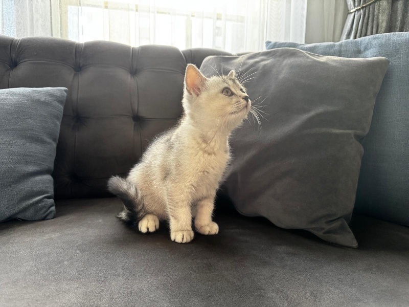 British Shorthair, Kedi  Selver fotoğrafı